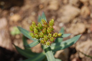 Rhodiola Rosea